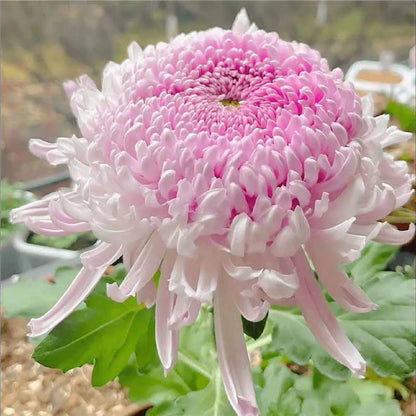 Chrysanthemum Seeds | 500pcs Per Bag