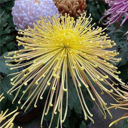 Chrysanthemum Seeds | 500pcs Per Bag