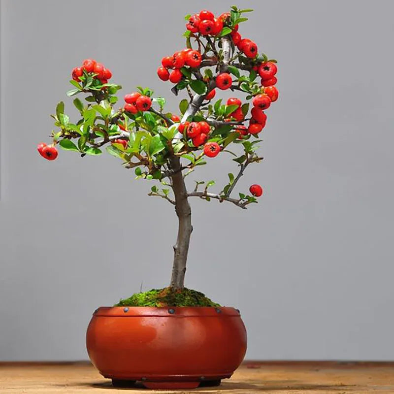 Bonsai flowers Seeds | 10 Grams Per Bag