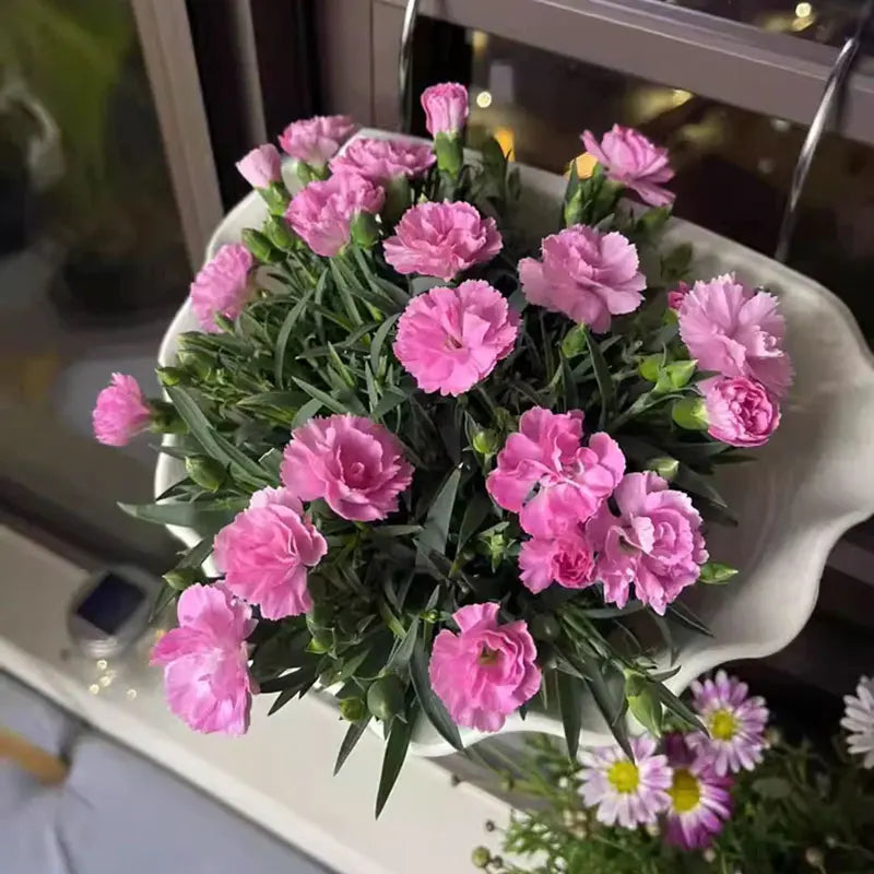 Carnation Seeds | 200pcs Per Bag
