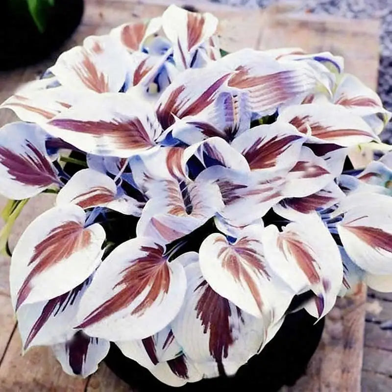 Hosta Seeds | 1000pcs Per Bag