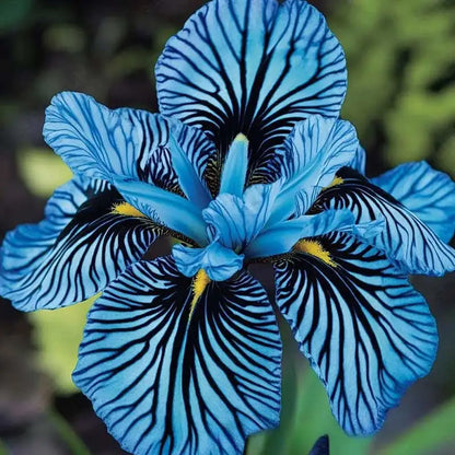 Orchid Seeds | 1000pcs Per Bag