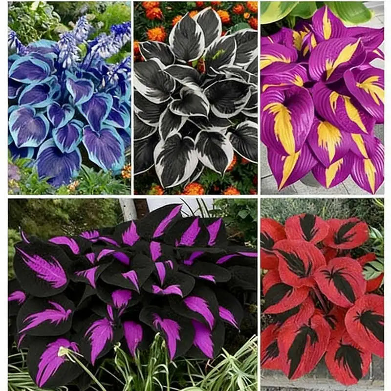 Hosta Seeds | 1000pcs Per Bag