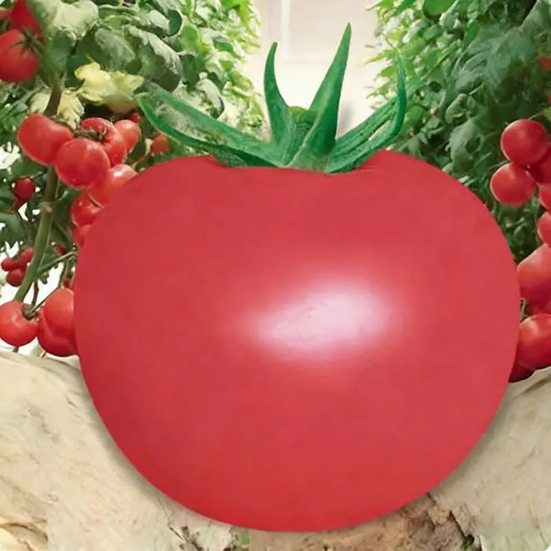 Tomato Seeds | 100pcs Per Bag