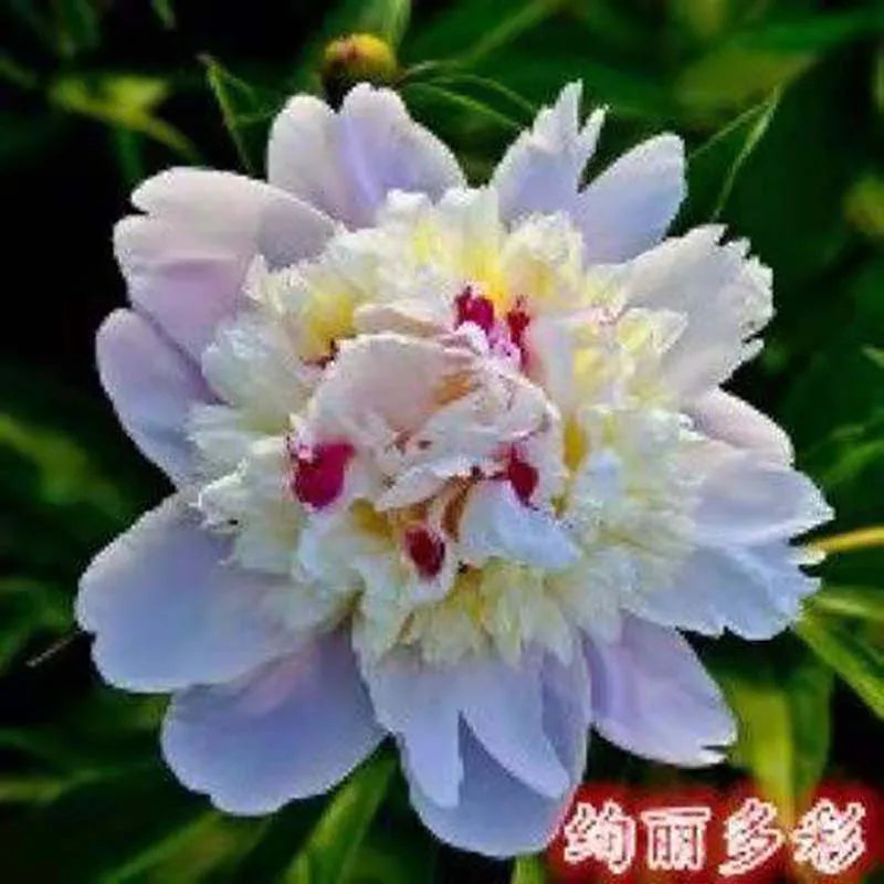 Peony Seeds | 100pcs Per Bag