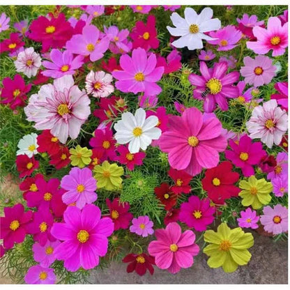 Daisy Seeds | 10 Grams Per Bag