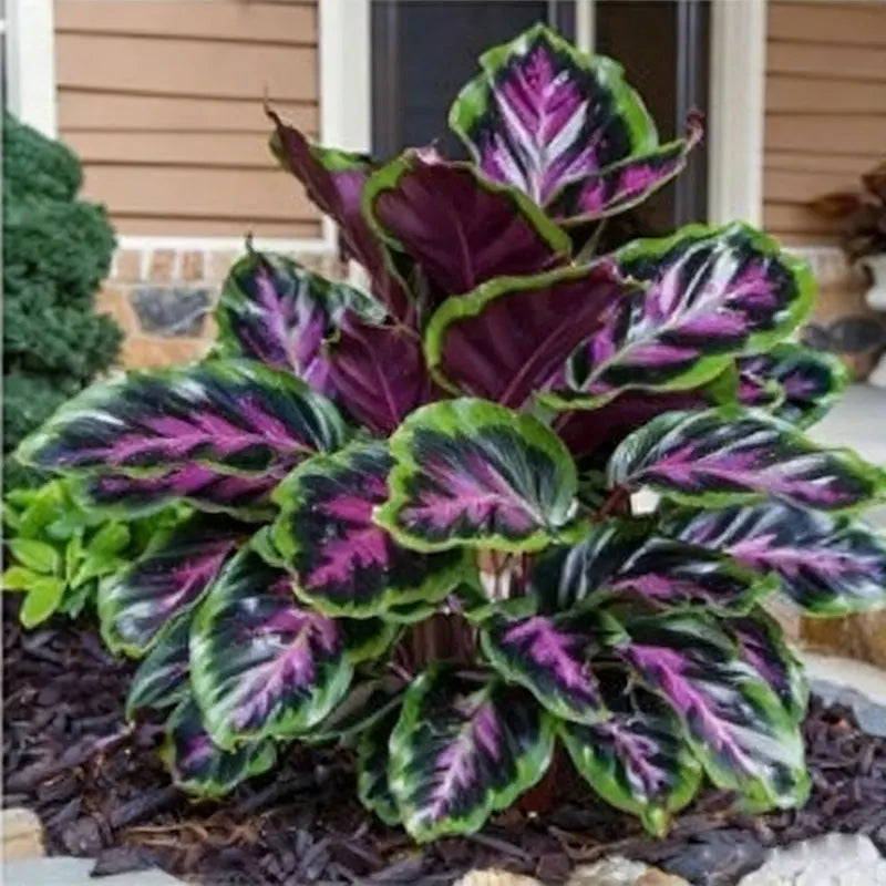 Hosta Seeds | 1000pcs Per Bag