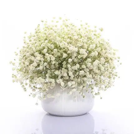Babysbreath  Seeds | 500pcs Per Bag