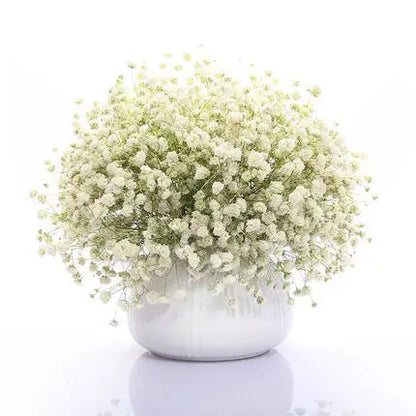 Babysbreath  Seeds | 500pcs Per Bag