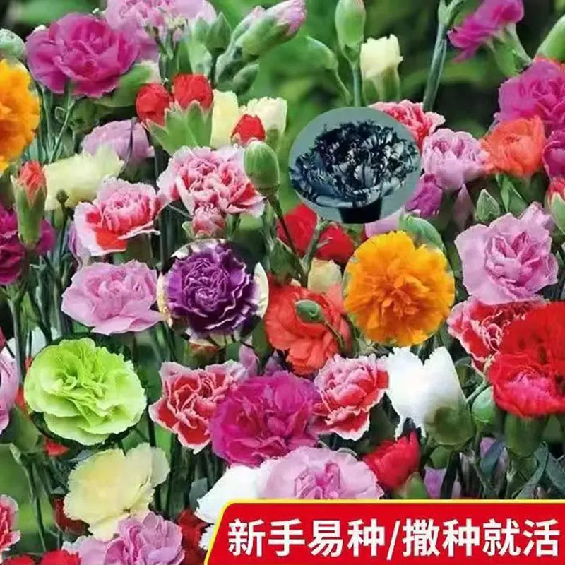 Carnation Seeds | 200pcs Per Bag