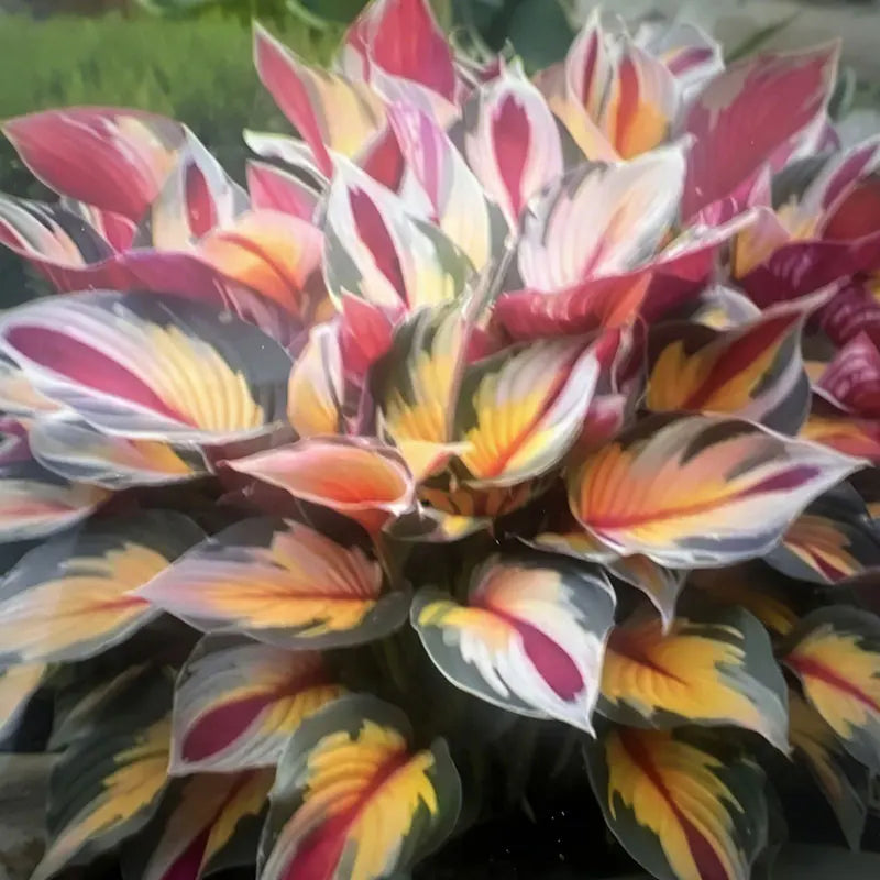 Hosta Seeds | 1000pcs Per Bag