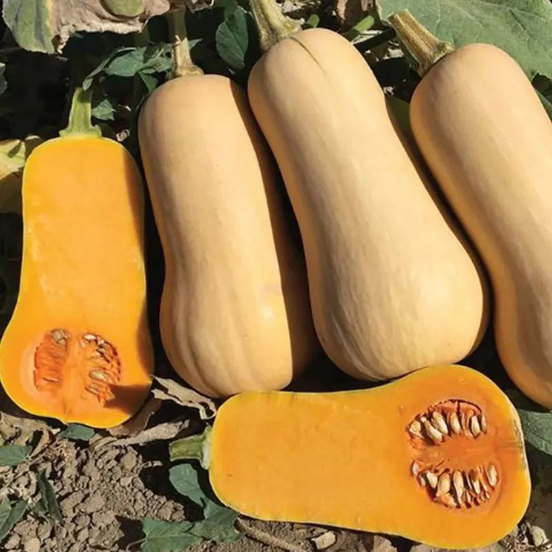 Vegetable Seeds | 10 Grams Per Bag