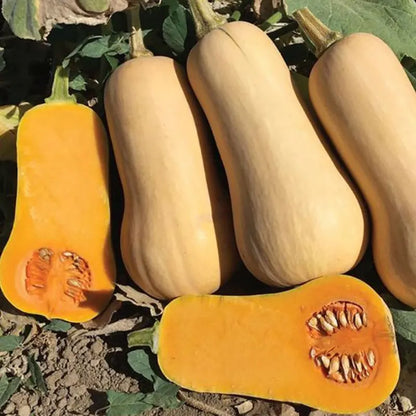 Vegetable Seeds | 10 Grams Per Bag