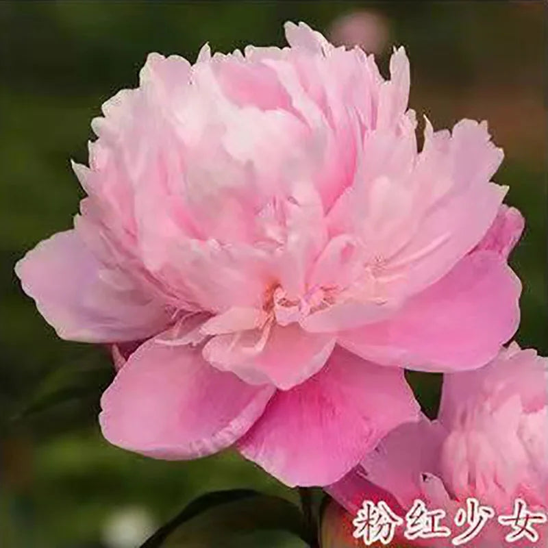 Peony Seeds | 100pcs Per Bag