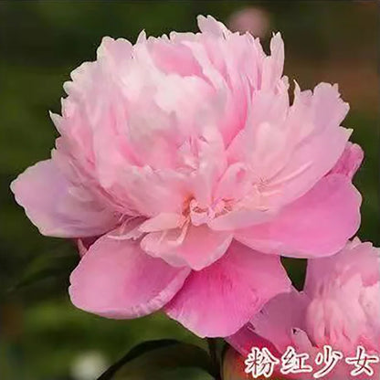 Peony Seeds | 100pcs Per Bag