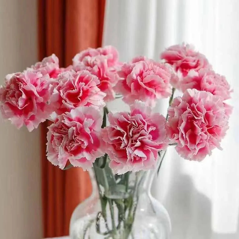 Carnation Seeds | 528pcs Per Bag