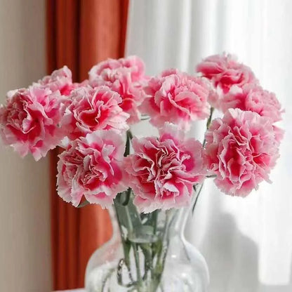 Carnation Seeds | 528pcs Per Bag