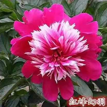 Peony Seeds | 100pcs Per Bag