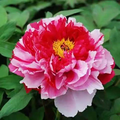 Peony Seeds | 100pcs Per Bag