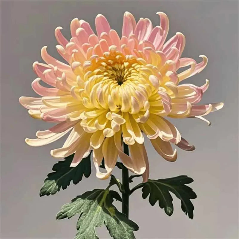 Chrysanthemum Seeds | 500pcs Per Bag