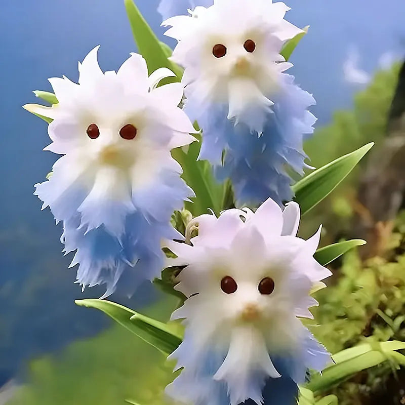 Face cat orchid Seeds | 550pcs Per Bag