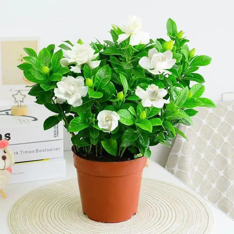 Bonsai flowers Seeds | 10 Grams Per Bag