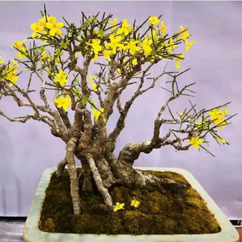 Bonsai flowers Seeds | 10 Grams Per Bag