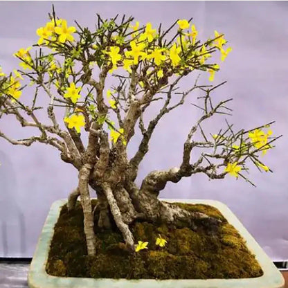 Bonsai flowers Seeds | 10 Grams Per Bag