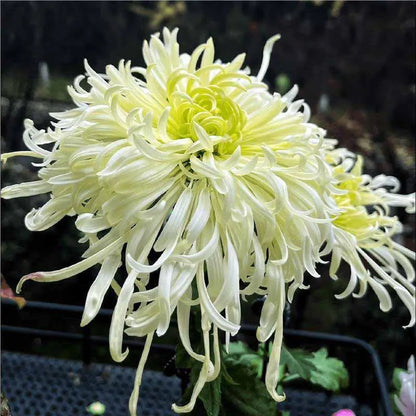 Chrysanthemum Seeds | 500pcs Per Bag
