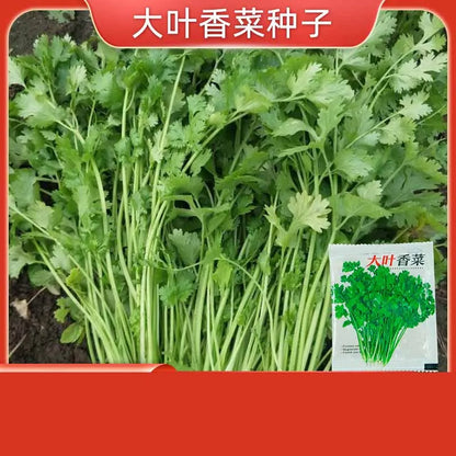Vegetable Seeds | 10 Grams Per Bag