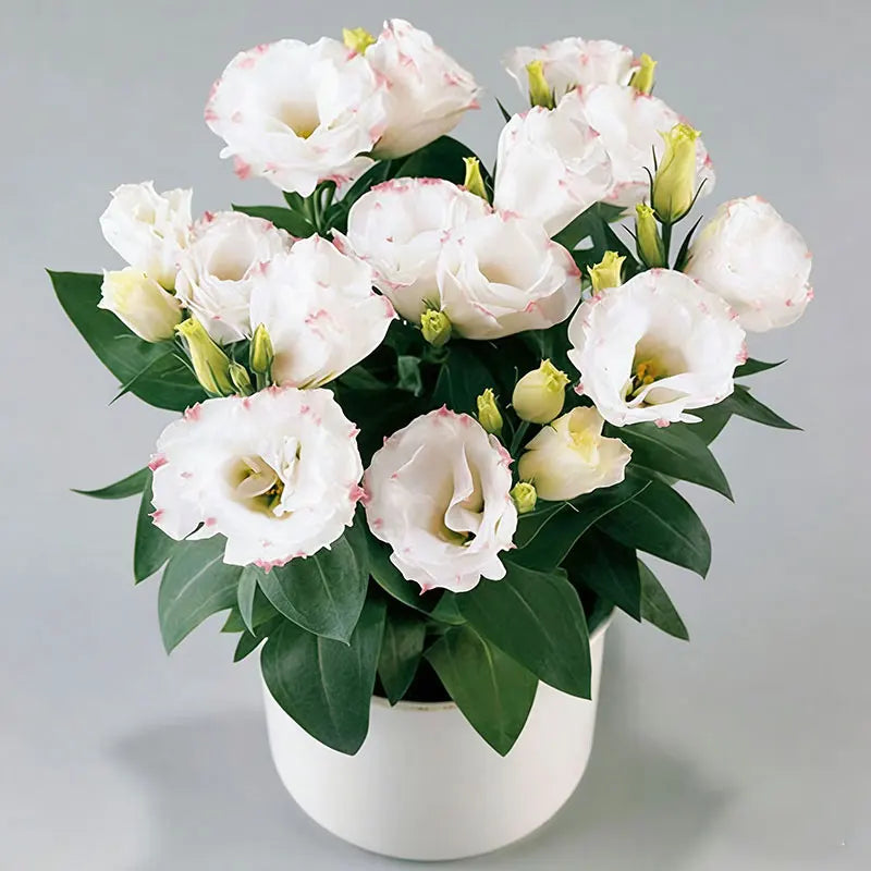 Eustoma grandiflorum Seeds | 1000pcs Per Bag