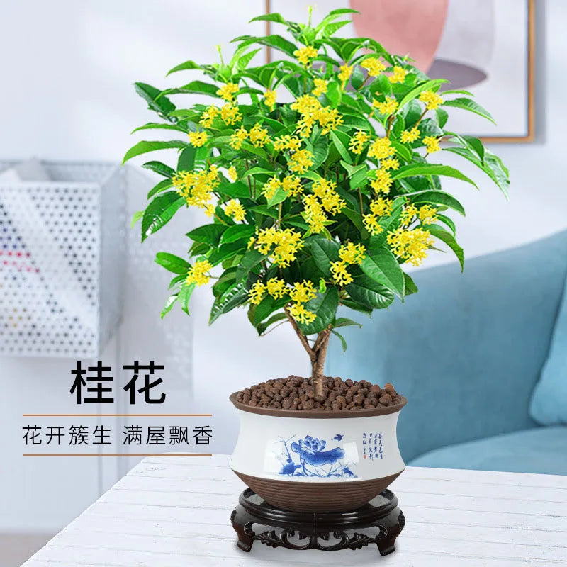 Bonsai flowers Seeds | 10 Grams Per Bag