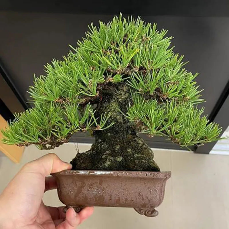 Bonsai flowers Seeds | 10 Grams Per Bag