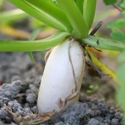 Vegetable Seeds | 10 Grams Per Bag