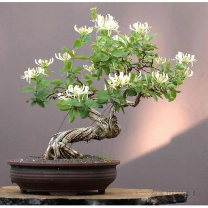 Bonsai flowers Seeds | 10 Grams Per Bag