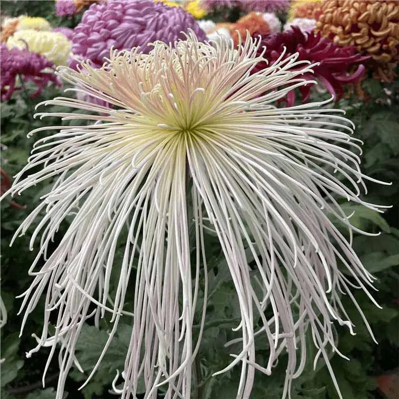 Chrysanthemum Seeds | 500pcs Per Bag