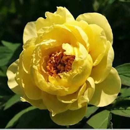 Peony Seeds | 100pcs Per Bag