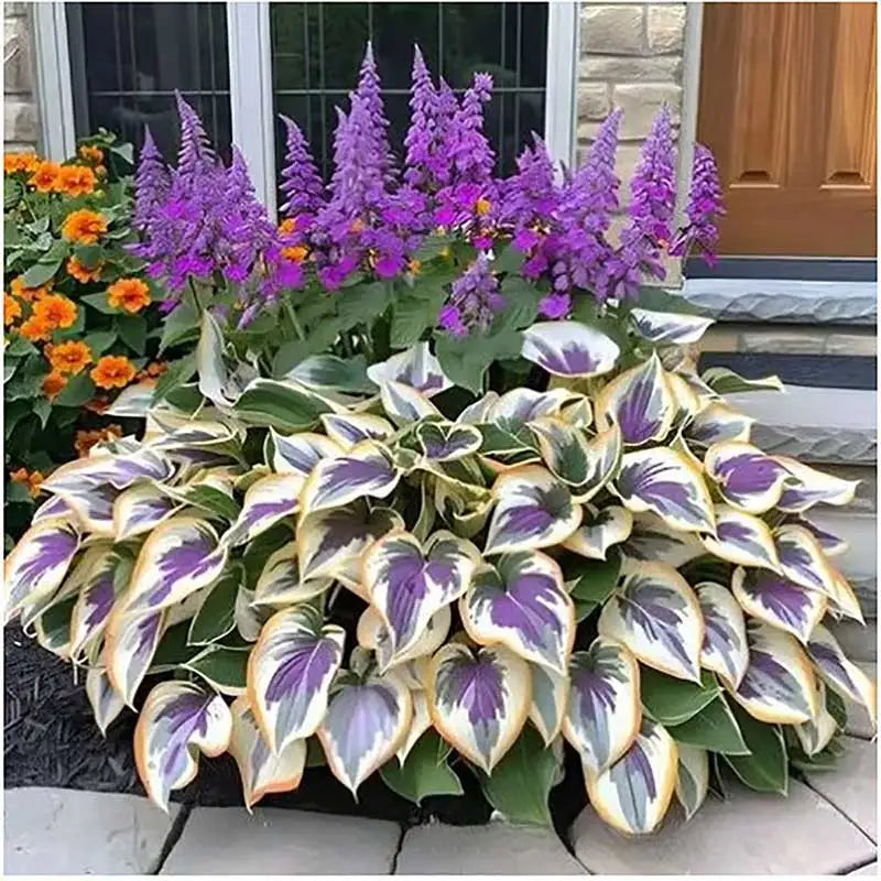 Hosta Seeds | 1000pcs Per Bag
