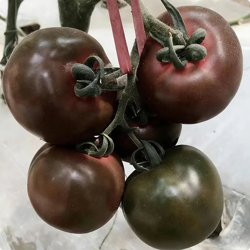 Tomato Seeds | 100pcs Per Bag