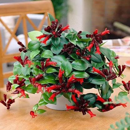 Bonsai flowers Seeds | 10 Grams Per Bag