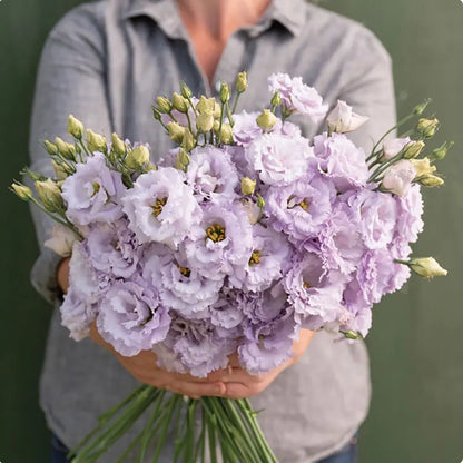 Eustoma grandiflorum Seeds | 1000pcs Per Bag