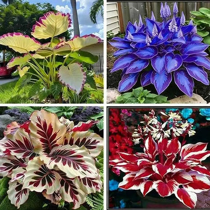 Hosta Seeds | 1000pcs Per Bag