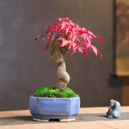 Bonsai flowers Seeds | 10 Grams Per Bag