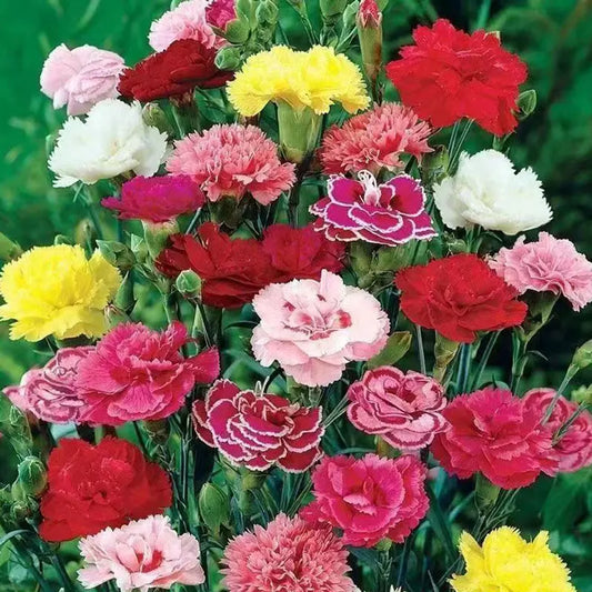 Carnation Seeds | 200pcs Per Bag