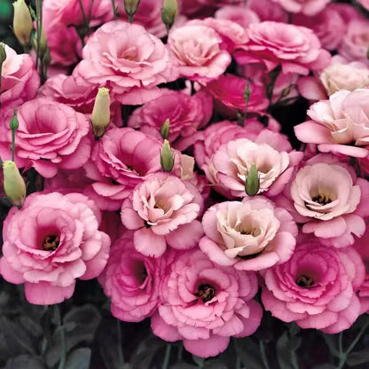 Eustoma grandiflorum Seeds | 1000pcs Per Bag