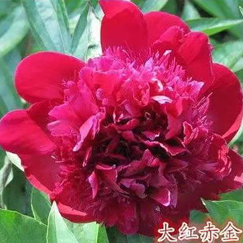 Peony Seeds | 100pcs Per Bag