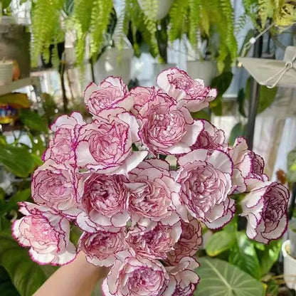 Carnation Seeds | 528pcs Per Bag