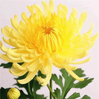 Chrysanthemum Seeds | 500pcs Per Bag