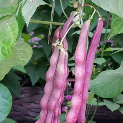 Vegetable Seeds | 10 Grams Per Bag
