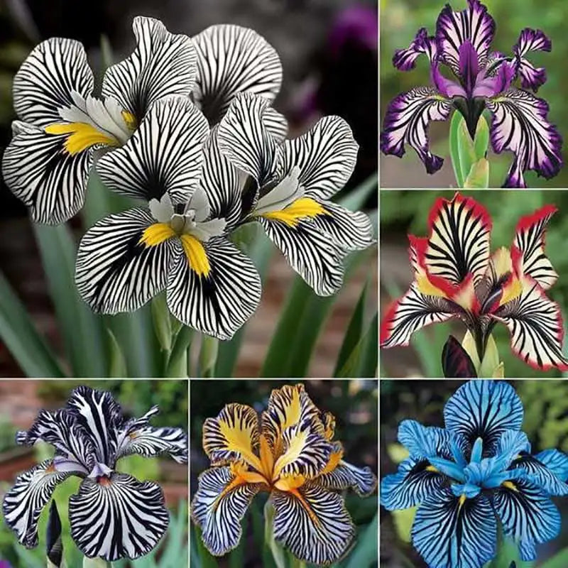 Orchid Seeds | 1000pcs Per Bag